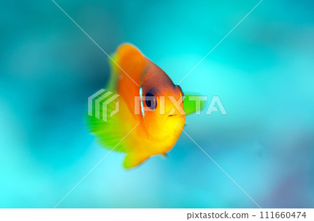 Tomato anemone fish, a species endemic to Thailand and the Andaman Sea.8 111660474