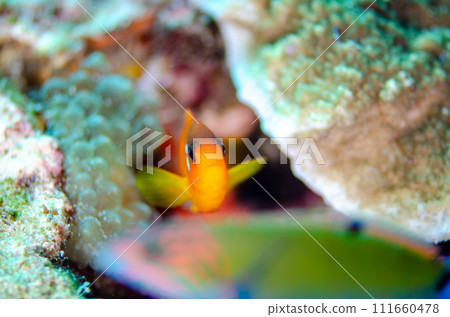 Tomato Anemone Fish, Endemic to Thailand and the Andaman Sea.10 Tomato Anemone Fish, Endemic to Thailand and the Andaman Sea.10 111660478