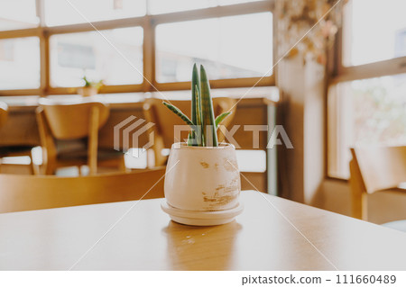 plant in pot decoration on table plant in pot decoration on table 111660489