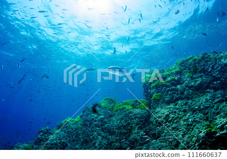 泰國斯米蘭的寬綠色海藻和魚1 泰國斯米蘭的寬綠色海藻和魚1 111660637