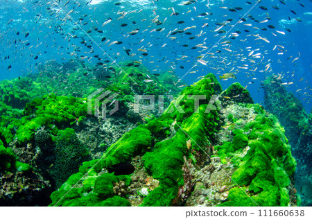 泰國斯米蘭的寬綠色海藻與魚2 泰國斯米蘭的寬綠色海藻與魚2 111660638