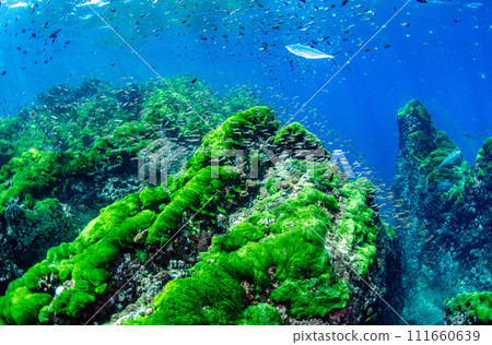 Wide green seaweed and fish in Similan, Thailand.3 Wide green seaweed and fish in Similan, Thailand.3 111660639