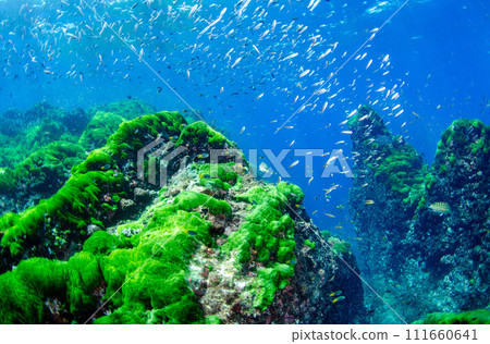 Sea of Similan, Thailand, wide, green seaweed and fish.5 111660641