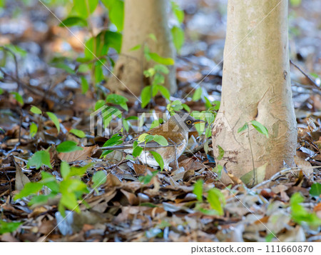 White-breasted bellbird walking on fallen leaves White-breasted bellbird walking on fallen leaves 111660870