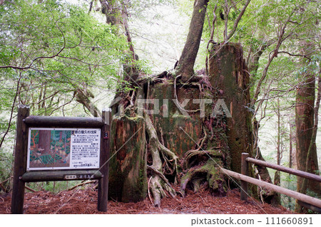 屋久島屋久杉土地砍伐後的屋久杉樹樁更新 111660891