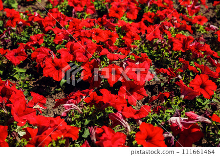 red Petunia flowers. Flower Bed full frame. outdoor petunias a lot in summer day. family name Solanaceae red Petunia flowers. Flower Bed full frame. outdoor petunias a lot in summer day. family name Solanaceae 111661464