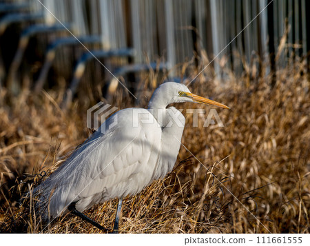 Great Egret in the grass 111661555