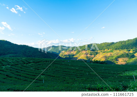 tea plantation and green tea plantation tea plantation and green tea plantation 111661725