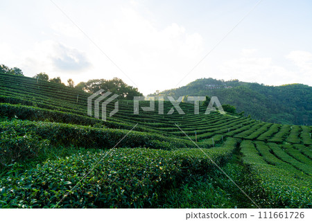 tea plantation and green tea plantation tea plantation and green tea plantation 111661726