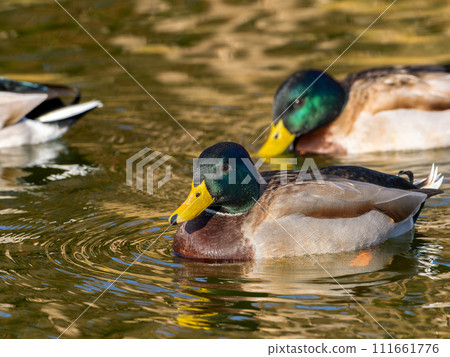 Mallards swimming in the pond 111661776