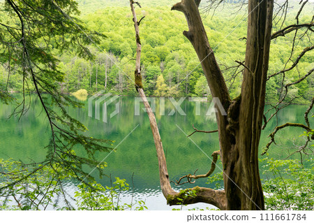 National park Biogradska gora in Montenegro. National park Biogradska gora in Montenegro. 111661784
