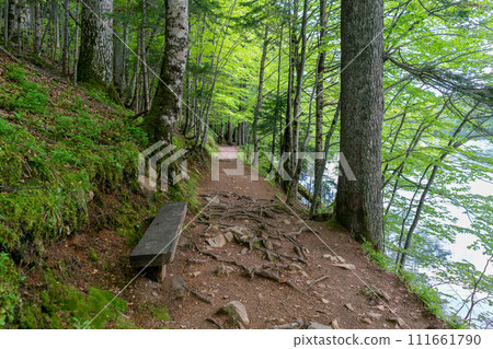 National park Biogradska gora in Montenegro. National park Biogradska gora in Montenegro. 111661790
