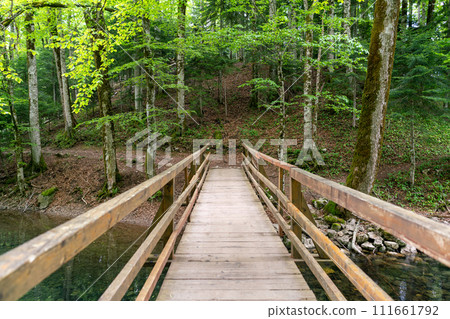 National park Biogradska gora in Montenegro. National park Biogradska gora in Montenegro. 111661792