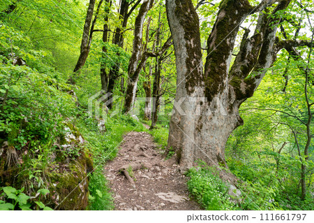 National park Biogradska gora in Montenegro. National park Biogradska gora in Montenegro. 111661797