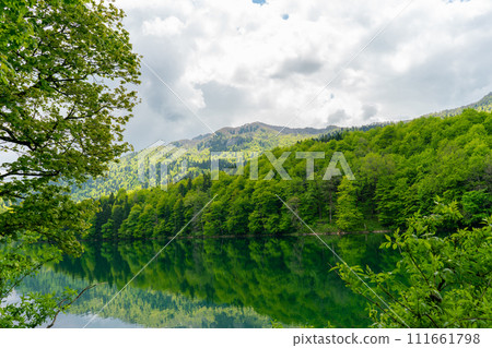 National park Biogradska gora in Montenegro. National park Biogradska gora in Montenegro. 111661798