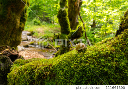 A slow grape snail crawls up the bark of a tree overgrown with moss. A slow grape snail crawls up the bark of a tree overgrown with moss. 111661800