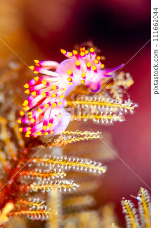 Beautiful minnow sea slug, sea bream, sea slug, michiyo minnow sea slug.5 Beautiful minnow sea slug, sea bream, sea slug, michiyo minnow sea slug.5 111662044