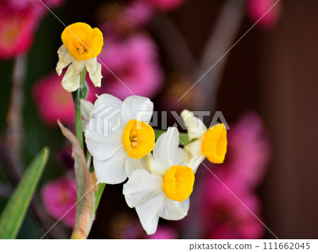 White daffodil flowers White daffodil flowers 111662045