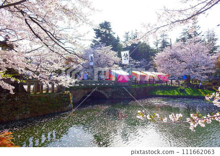 Cherry blossoms in full bloom, Hanaikada, Matsugasaki Park, Sakura, Yoshino cherry blossoms 111662063