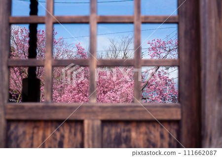 Okame cherry blossoms reflected in the glass Okame cherry blossoms reflected in the glass 111662087
