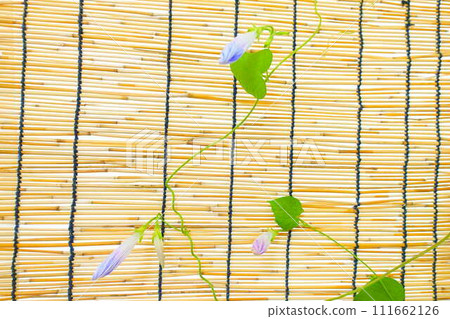 牽牛花 牽牛花 芽 111662126