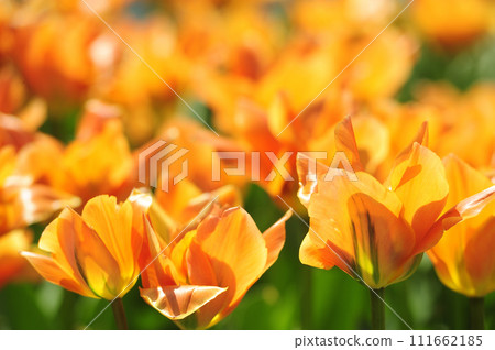 Tulip Festival 111662185