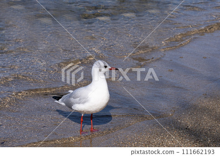 琵琶湖越冬的黑頭鷗 琵琶湖越冬的黑頭鷗 111662193