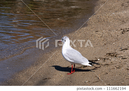 琵琶湖越冬的黑頭鷗 琵琶湖越冬的黑頭鷗 111662194