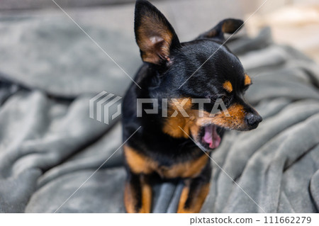 A small dog yawning on a blanket (Chihuahua Minipin) 111662279
