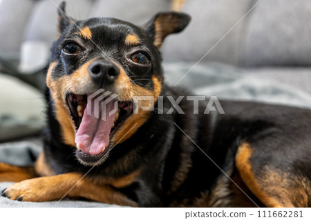 A small dog yawning on a blanket (Chihuahua Minipin) 111662281