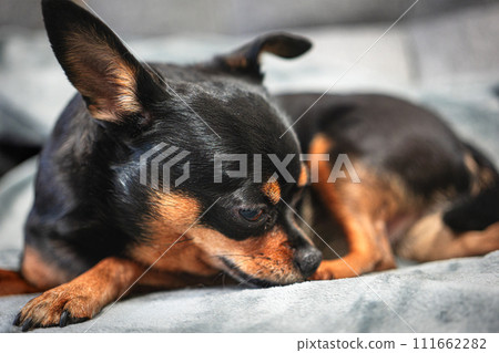 Small dog (Chihuahua minipin) sleeping on the sofa 111662282
