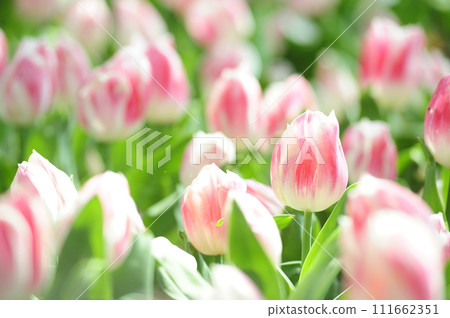 Tulip Festival Tulip Festival 111662351