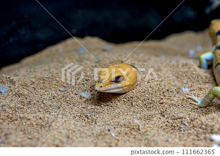 彼得帶石龍子的特寫 111662365