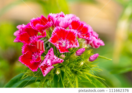 春天的陽光和色彩繽紛的美國撫子花 春天的陽光和色彩繽紛的美國撫子花 111662376