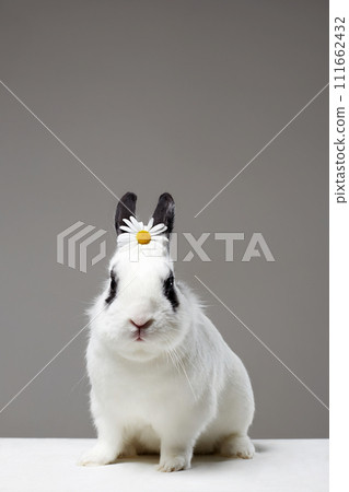 white rabbit with flower on head. Funny fluffy rabbit 111662432