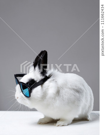 white rabbit with glasses. Fashionable Funny fluffy rabbit in Sunglasses 111662434