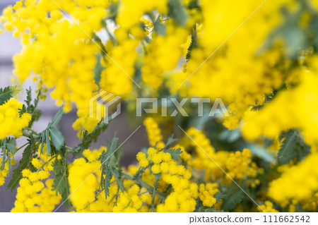 Cute yellow and green spring flower mimosa 111662542