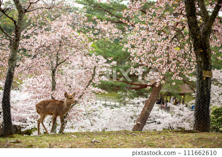 Deer and cherry blossoms near Nara Ukimido Deer and cherry blossoms near Nara Ukimido 111662610