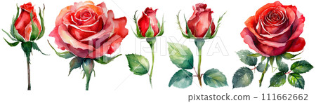 Watercolor touch rose illustration 111662662