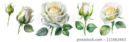 Watercolor touch rose illustration 111662663