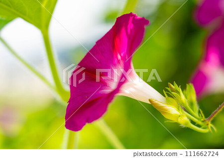 Morning glory ~Summer vacation~ Morning glory ~Summer vacation~ 111662724