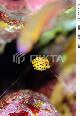 Beautiful background, young southern boxfish, sea bream, sea bream.5 111662775