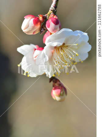 白梅花 白梅花 111662788