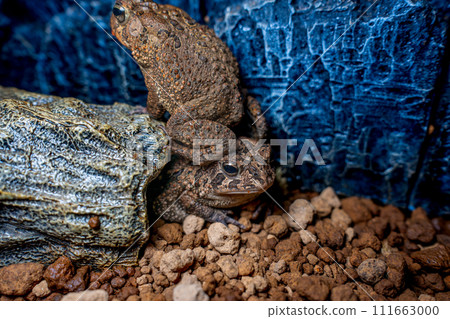 Close-up of Nambu toad 111663000