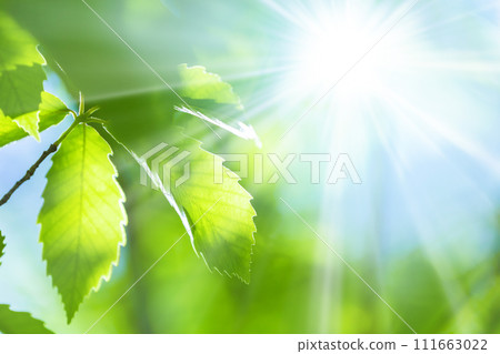 Light on fresh green leaves Light on fresh green leaves 111663022