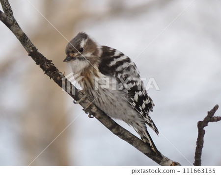 Kogera stopping on a branch Kogera stopping on a branch 111663135