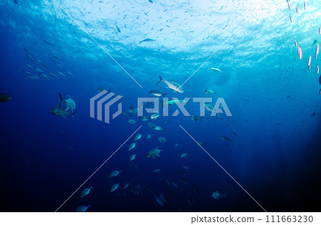 Dark shadow of fish, horse mackerel, school of fish, sea bream, sea bream.2 111663230