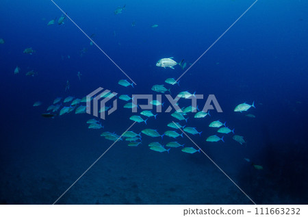 魚、竹莢魚、魚群、海鯛、海鯛的暗影.4 111663232