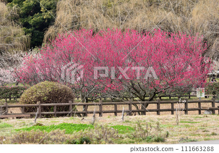 知多市著名梅花勝地薩布里池 111663288
