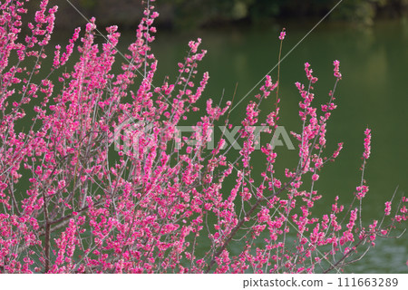 知多市著名梅花勝地薩布里池 111663289
